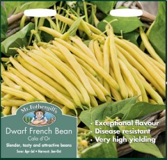 Dwarf French Bean Cala D'or